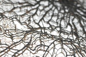 neurobiologia de la mentalización